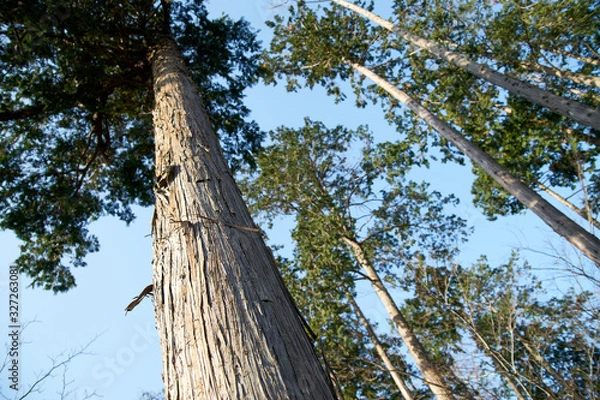Obraz 檜の木・幹・快晴・アップ