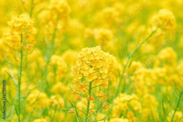 Obraz 一面の菜の花畑