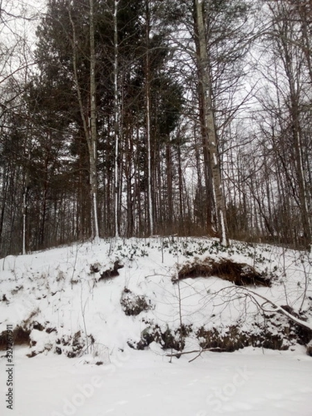 Obraz forest in winter