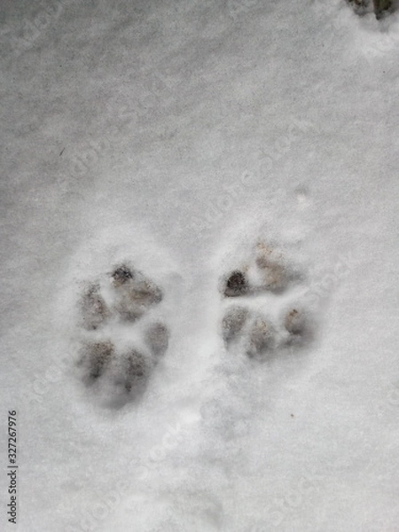 Obraz footprints in snow