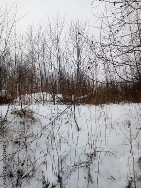 Obraz winter landscape with trees