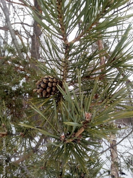 Obraz pine tree branch with cones