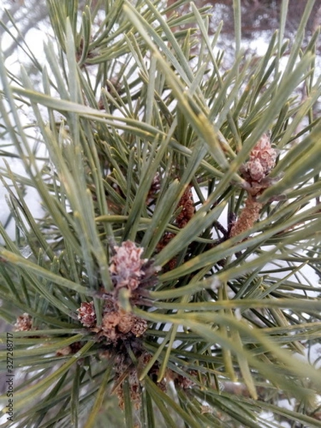 Obraz pine branch with cones