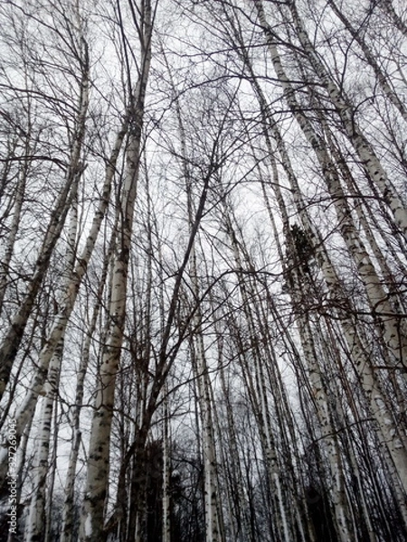 Obraz trees in winter
