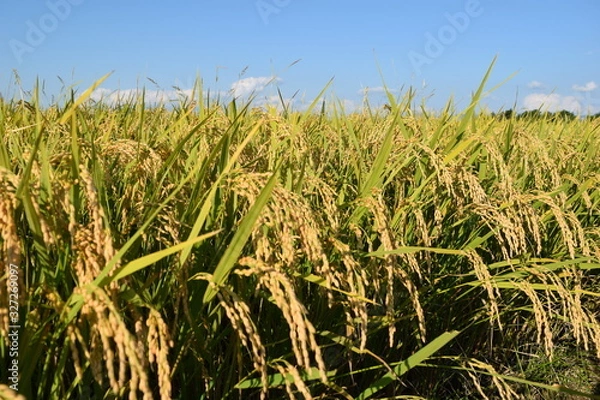 Fototapeta 黄金色に稔った稲穂