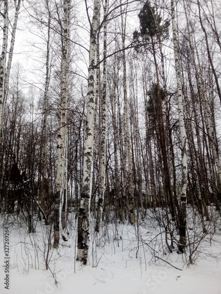 Obraz forest in winter