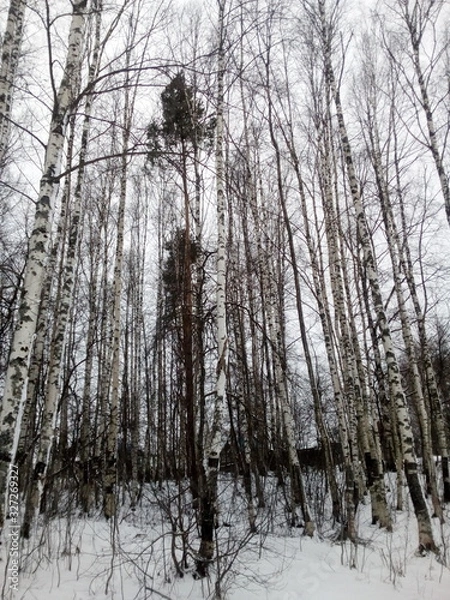 Obraz forest in winter