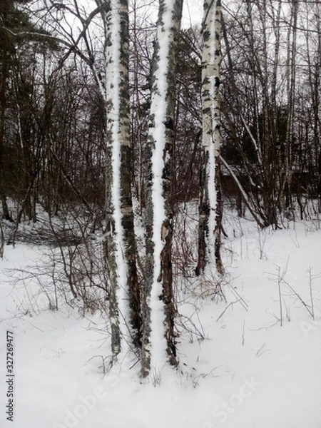 Obraz forest in winter