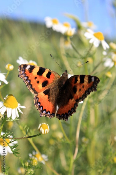 Fototapeta small tortoiseshell butterfly