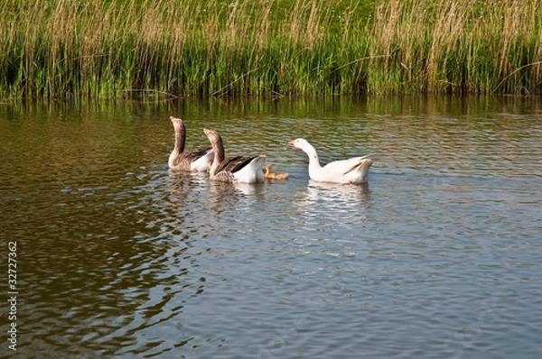 Fototapeta Wild goose .