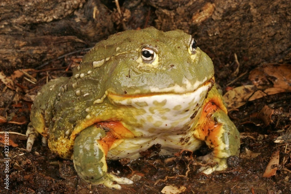 Obraz African Bullfrog