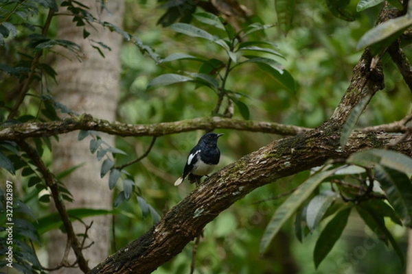 Fototapeta Oriental magpie-robin