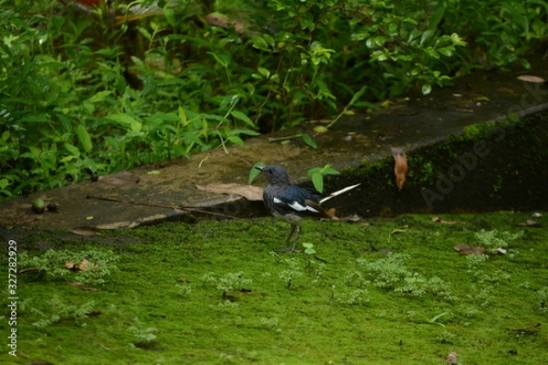 Fototapeta Oriental magpie-robin