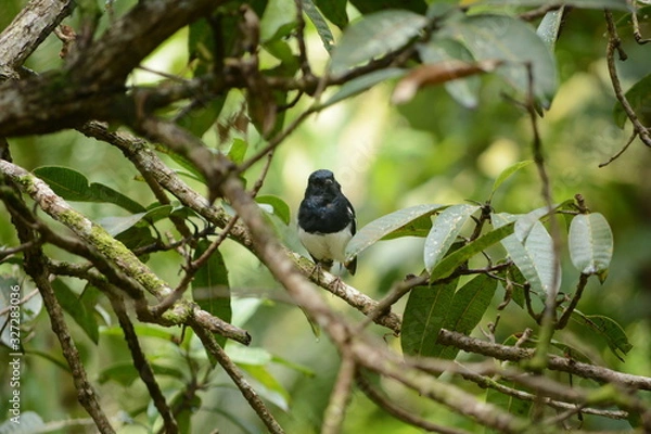 Fototapeta Oriental magpie-robin