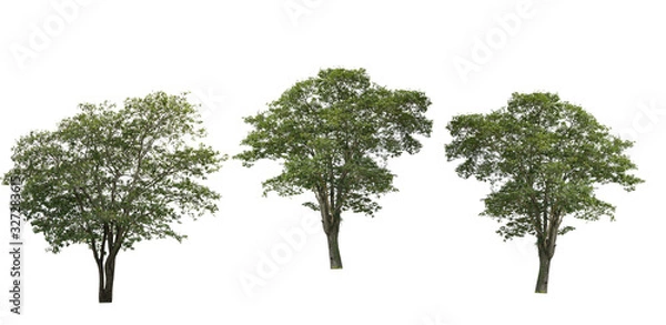 Fototapeta Tropical tree isolated on white background