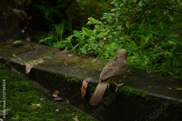 Fototapeta Jungle Babbler