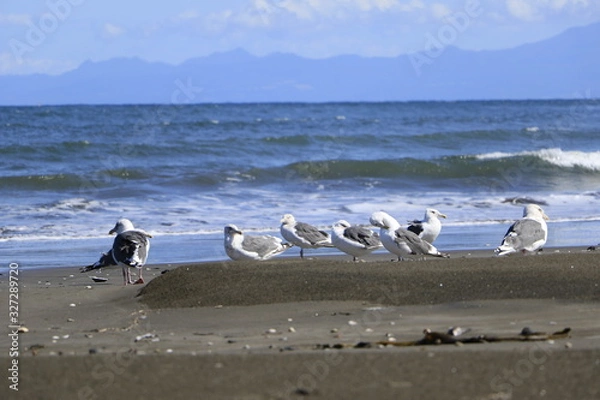 Fototapeta 知床連山がボケて見える砂浜に集まるシロカモメ