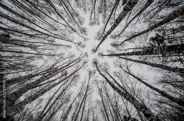 Fototapeta Trees bottom view up birch fishe sky background branches without leaves winter beauty