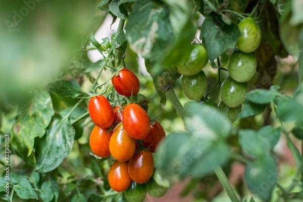Obraz closeup of a bunch ripe roma tomatoes hanging on a vine