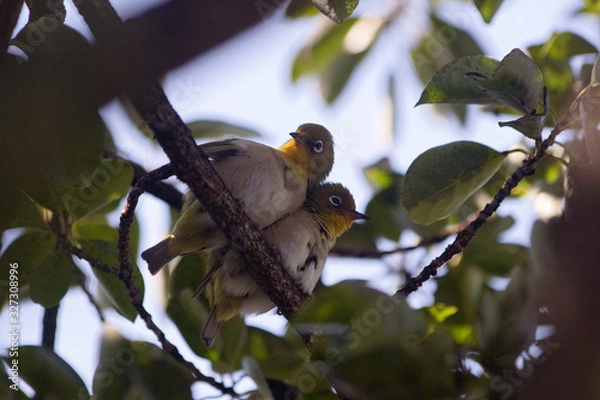 Fototapeta メジロのつがい