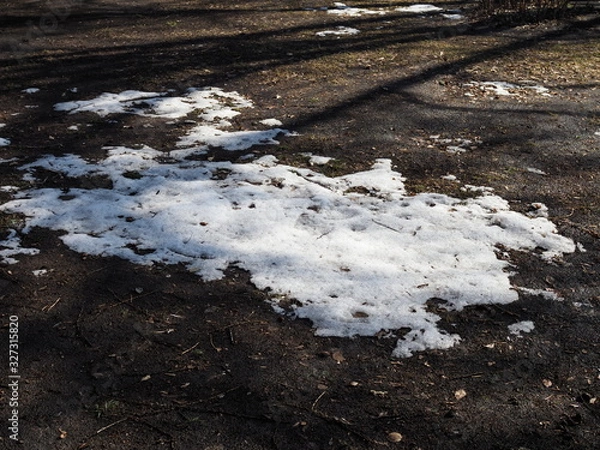 Fototapeta thawed patch. The melted snow exposed last year's autumn dried, withered foliage. spring soon. snow is melting. winter.