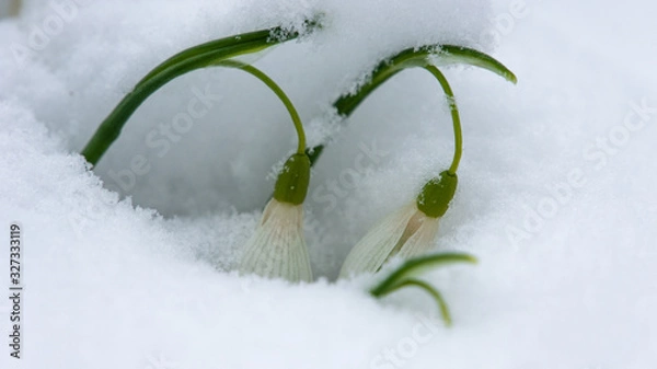 Obraz подснежники