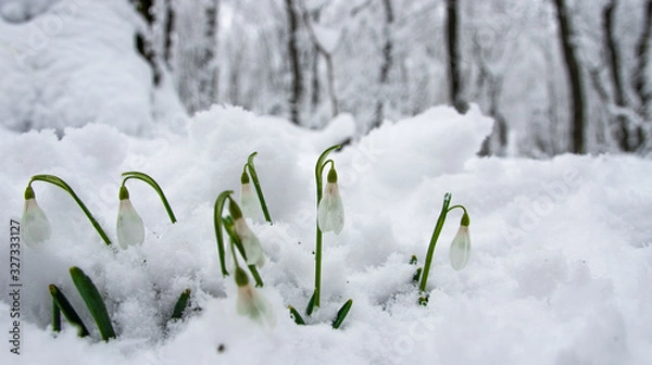 Obraz подснежники