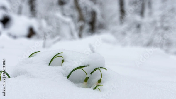 Obraz подснежник