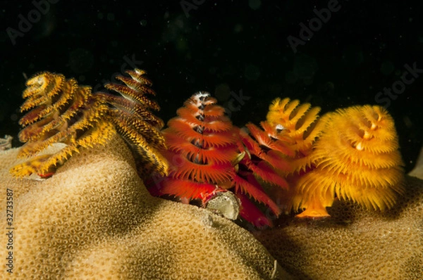 Fototapeta christmas tree worms