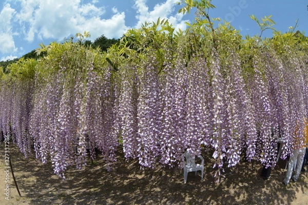 Obraz 白毫寺九尺藤