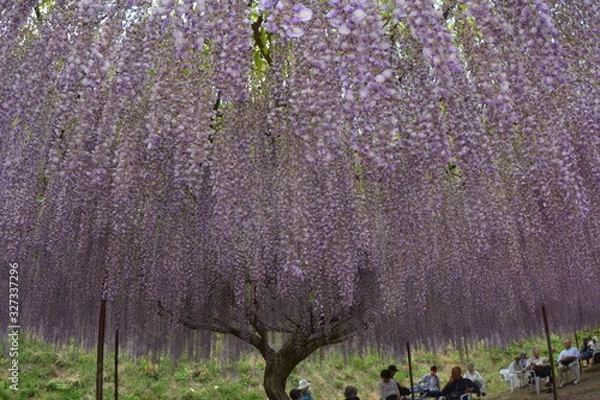 Obraz 白毫寺九尺藤
