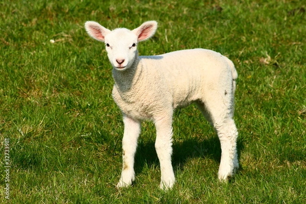 Obraz lämmchen