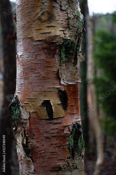 Obraz Wet pink birch tree bark