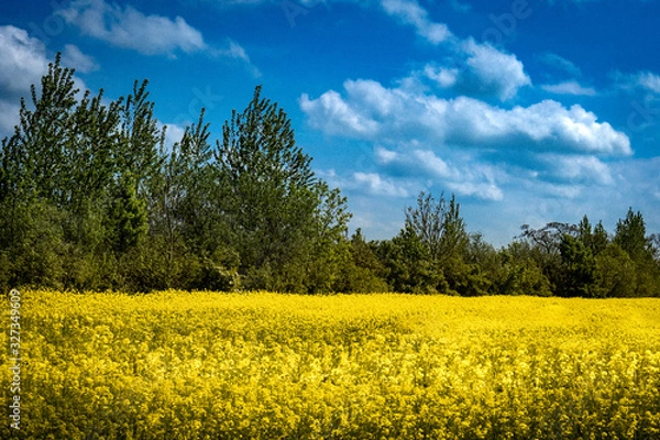 Fototapeta Rapsfeld a