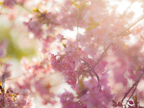 Obraz 桜