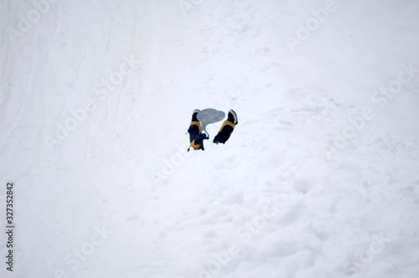 Fototapeta snow fun ski