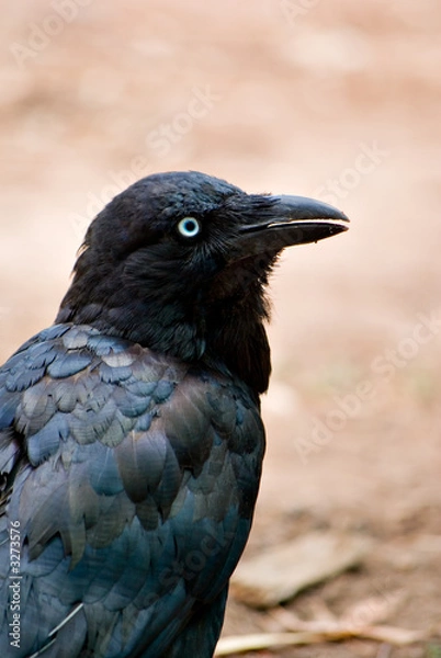 Fototapeta australian raven