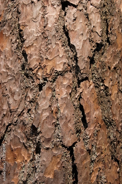 Obraz Tree Bark Texture