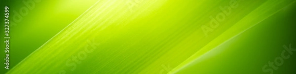 Fototapeta Beautiful nature view of green leaf on blurred greenery background in garden and sunlight with copy space using as background natural green plants landscape, ecology, fresh wallpaper concept.