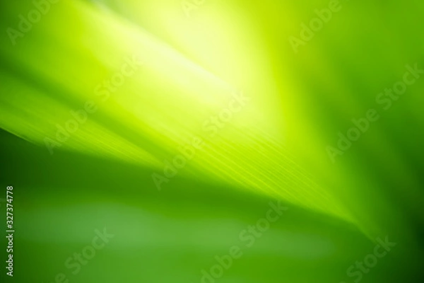 Fototapeta Beautiful nature view of green leaf on blurred greenery background in garden and sunlight with copy space using as background natural green plants landscape, ecology, fresh wallpaper concept.