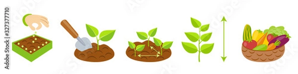Obraz Plant growth stages infographics. Planting instruction template. Vegetables growth process. Planting rules