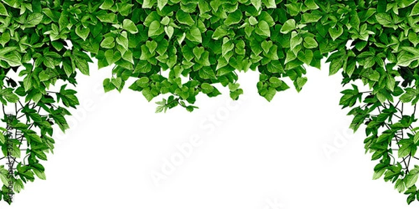Obraz frame of the climbing plant isolated on white background