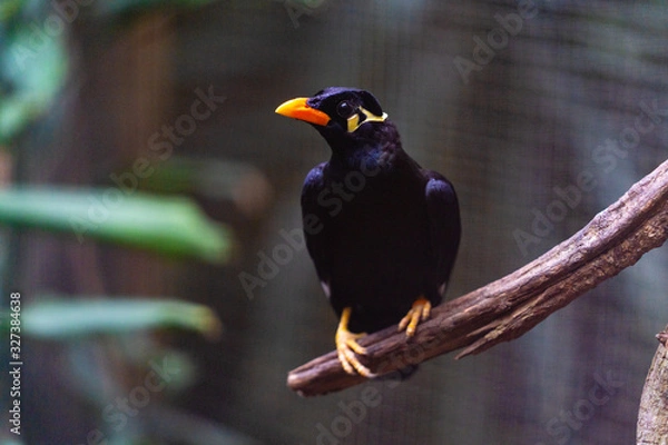 Obraz beo bird on a branch