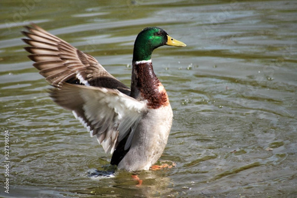 Fototapeta colvert s'ébrouant