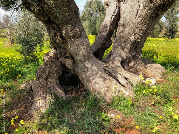Fototapeta The amazing secular olive trees in the south of Italy, Puglia