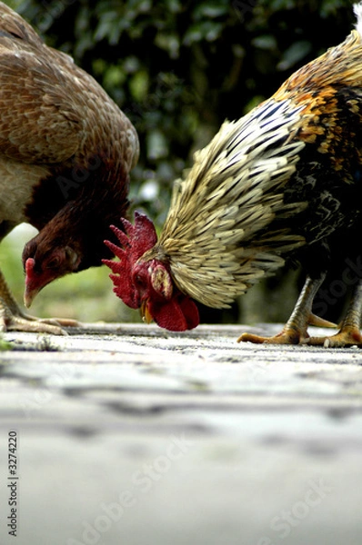 Obraz the searching vi