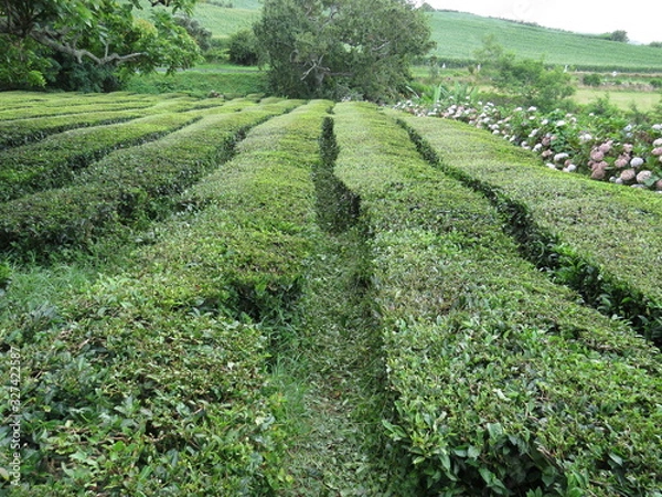Obraz Tea field paths