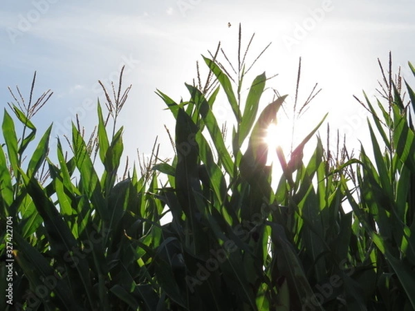 Obraz Cornfield
