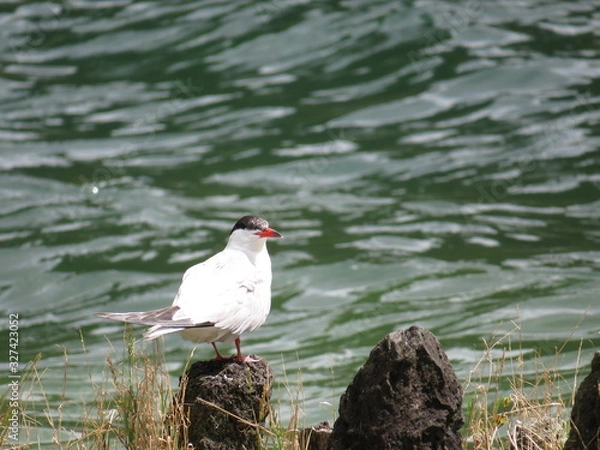 Obraz Common tern