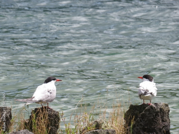 Obraz Common tern